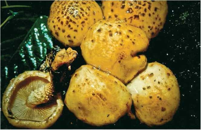 Иллюстрация к книге — Малоизвестные съедобные грибы [i_093.jpg]