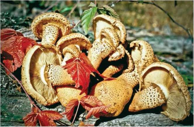 Иллюстрация к книге — Малоизвестные съедобные грибы [i_094.jpg]