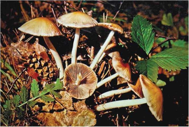 Иллюстрация к книге — Малоизвестные съедобные грибы [i_095.jpg]