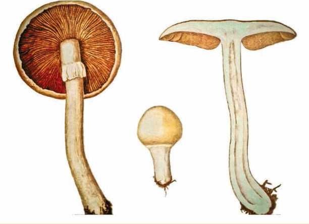 Иллюстрация к книге — Малоизвестные съедобные грибы [i_098.jpg]