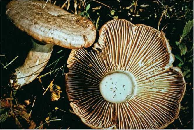 Иллюстрация к книге — Малоизвестные съедобные грибы [i_103.jpg]