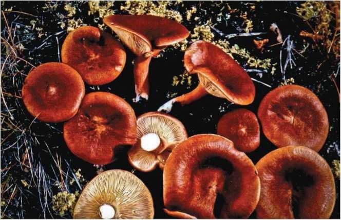 Иллюстрация к книге — Малоизвестные съедобные грибы [i_104.jpg]