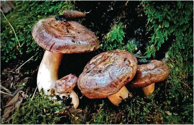 Иллюстрация к книге — Малоизвестные съедобные грибы [i_107.jpg]