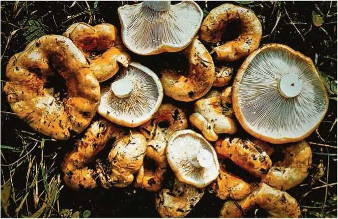 Иллюстрация к книге — Малоизвестные съедобные грибы [i_109.jpg]