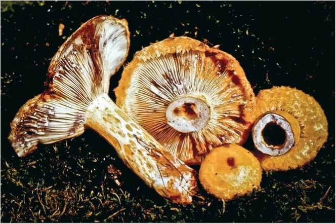 Иллюстрация к книге — Малоизвестные съедобные грибы [i_110.jpg]