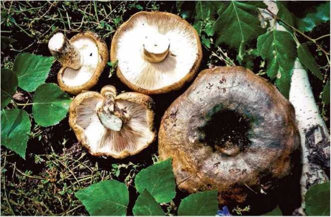 Иллюстрация к книге — Малоизвестные съедобные грибы [i_111.jpg]