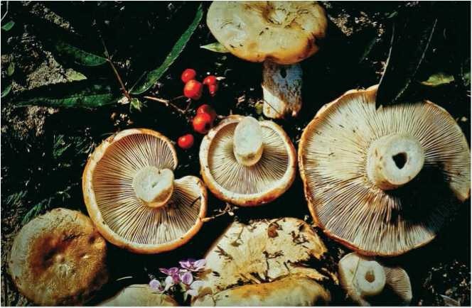 Иллюстрация к книге — Малоизвестные съедобные грибы [i_112.jpg]