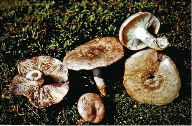 Иллюстрация к книге — Малоизвестные съедобные грибы [i_113.jpg]