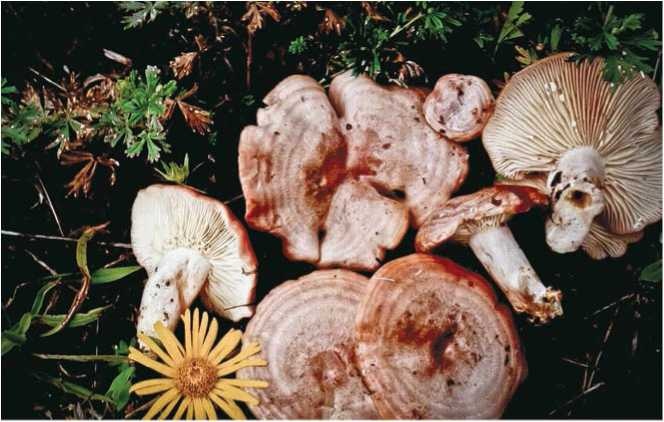 Иллюстрация к книге — Малоизвестные съедобные грибы [i_114.jpg]