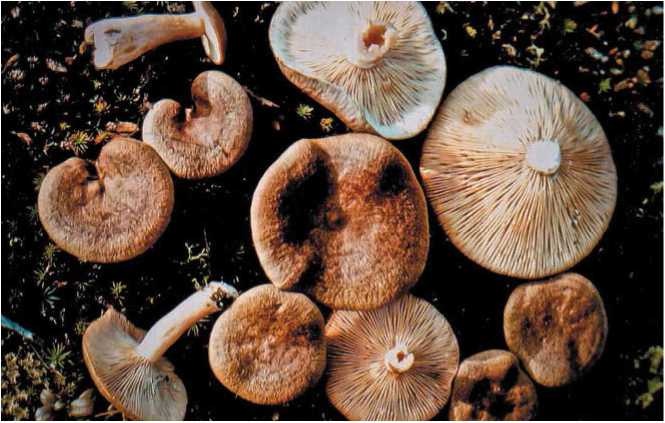 Иллюстрация к книге — Малоизвестные съедобные грибы [i_115.jpg]