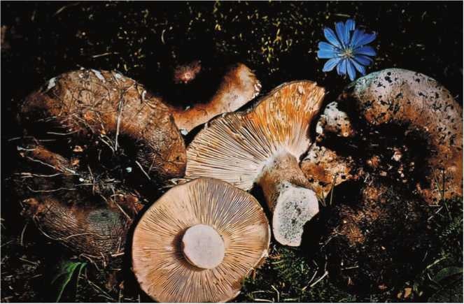 Иллюстрация к книге — Малоизвестные съедобные грибы [i_118.jpg]