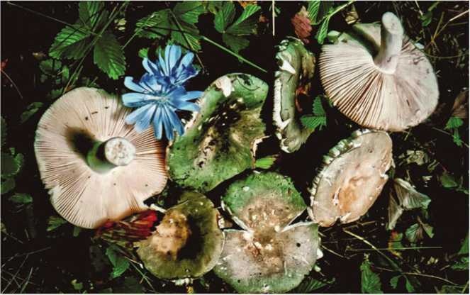 Иллюстрация к книге — Малоизвестные съедобные грибы [i_119.jpg]