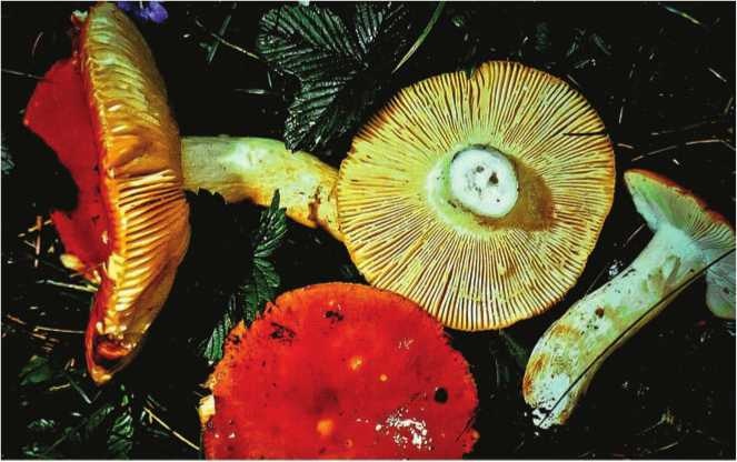 Иллюстрация к книге — Малоизвестные съедобные грибы [i_120.jpg]