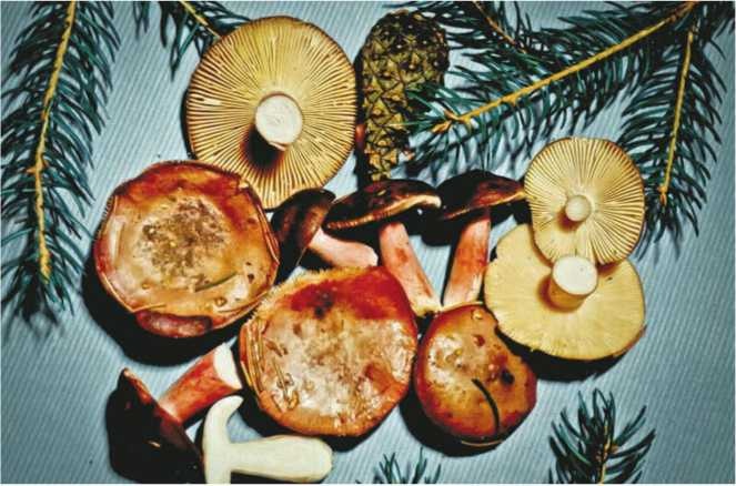 Иллюстрация к книге — Малоизвестные съедобные грибы [i_121.jpg]