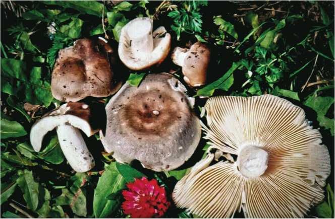 Иллюстрация к книге — Малоизвестные съедобные грибы [i_122.jpg]