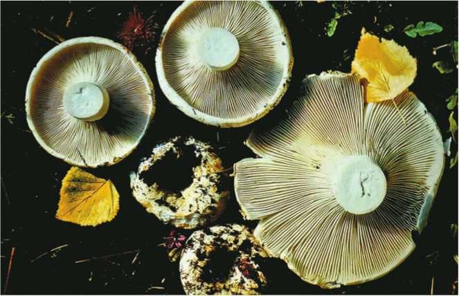 Иллюстрация к книге — Малоизвестные съедобные грибы [i_123.jpg]