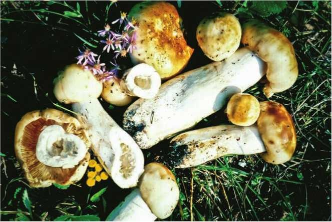 Иллюстрация к книге — Малоизвестные съедобные грибы [i_125.jpg]