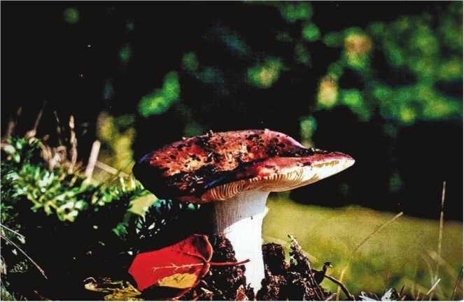 Иллюстрация к книге — Малоизвестные съедобные грибы [i_126.jpg]