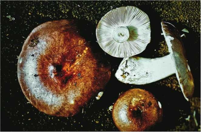 Иллюстрация к книге — Малоизвестные съедобные грибы [i_128.jpg]