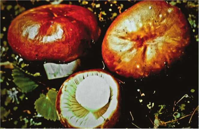 Иллюстрация к книге — Малоизвестные съедобные грибы [i_129.jpg]