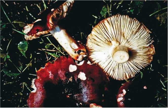 Иллюстрация к книге — Малоизвестные съедобные грибы [i_130.jpg]