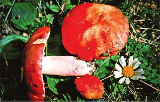 Иллюстрация к книге — Малоизвестные съедобные грибы [i_131.jpg]