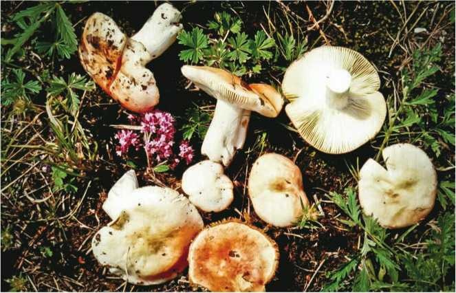 Иллюстрация к книге — Малоизвестные съедобные грибы [i_133.jpg]