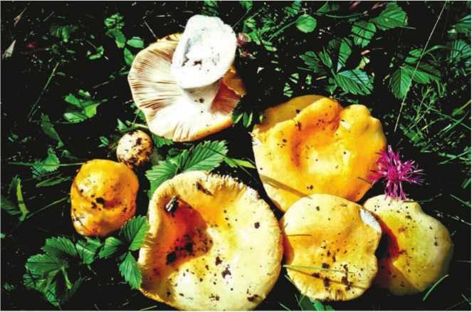 Иллюстрация к книге — Малоизвестные съедобные грибы [i_135.jpg]