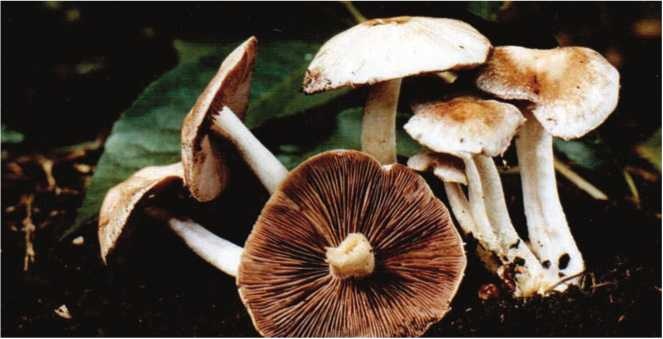 Иллюстрация к книге — Малоизвестные съедобные грибы [i_136.jpg]