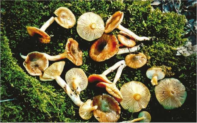 Иллюстрация к книге — Малоизвестные съедобные грибы [i_140.jpg]