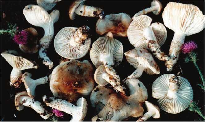 Иллюстрация к книге — Малоизвестные съедобные грибы [i_141.jpg]