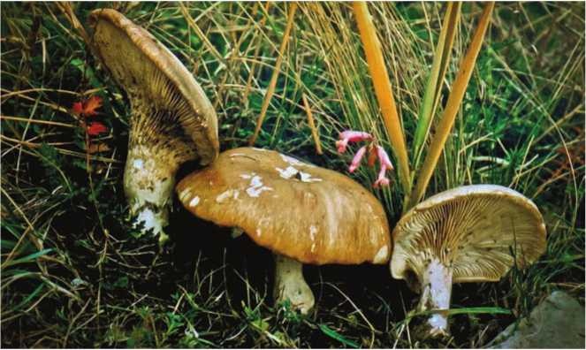 Иллюстрация к книге — Малоизвестные съедобные грибы [i_142.jpg]