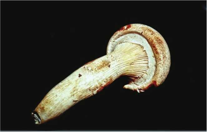 Иллюстрация к книге — Малоизвестные съедобные грибы [i_144.jpg]