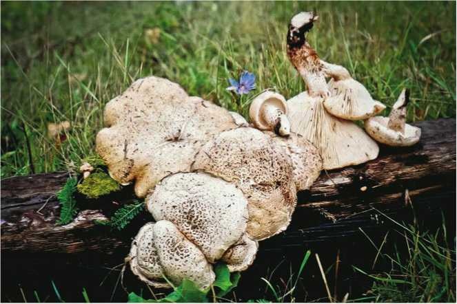 Иллюстрация к книге — Малоизвестные съедобные грибы [i_147.jpg]