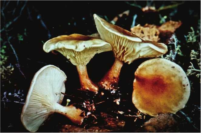 Иллюстрация к книге — Малоизвестные съедобные грибы [i_149.jpg]