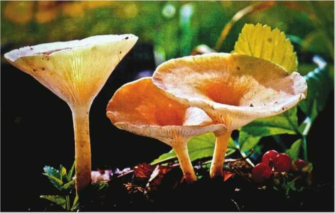 Иллюстрация к книге — Малоизвестные съедобные грибы [i_152.jpg]