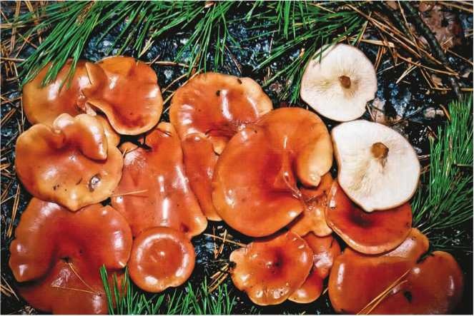 Иллюстрация к книге — Малоизвестные съедобные грибы [i_153.jpg]