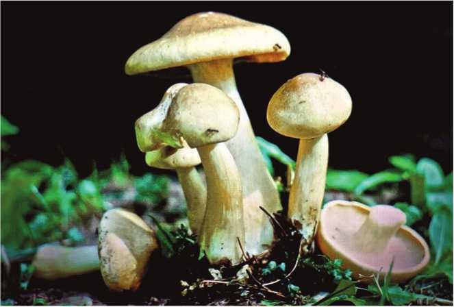 Иллюстрация к книге — Малоизвестные съедобные грибы [i_154.jpg]