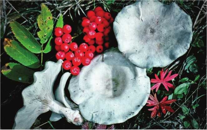 Иллюстрация к книге — Малоизвестные съедобные грибы [i_155.jpg]