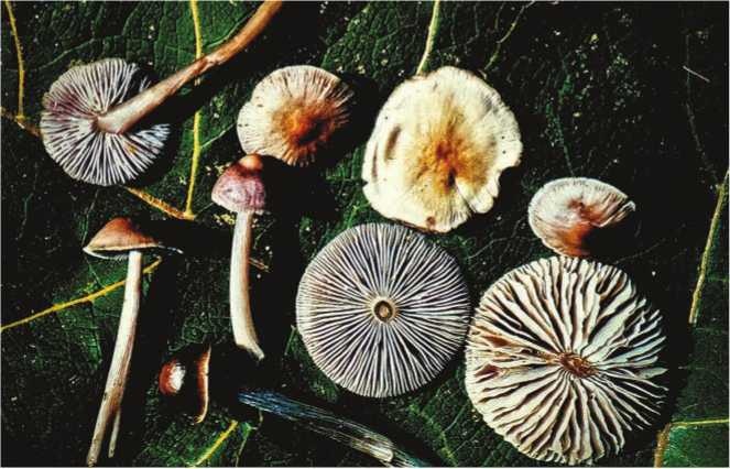 Иллюстрация к книге — Малоизвестные съедобные грибы [i_158.jpg]