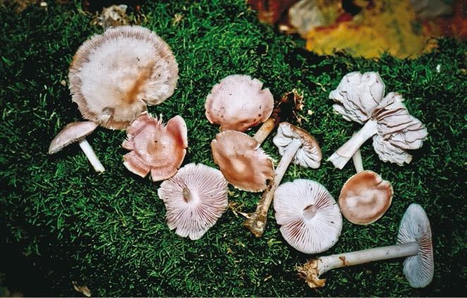 Иллюстрация к книге — Малоизвестные съедобные грибы [i_159.jpg]