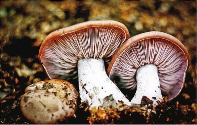 Иллюстрация к книге — Малоизвестные съедобные грибы [i_160.jpg]