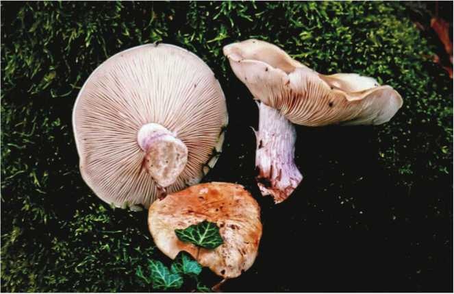 Иллюстрация к книге — Малоизвестные съедобные грибы [i_161.jpg]