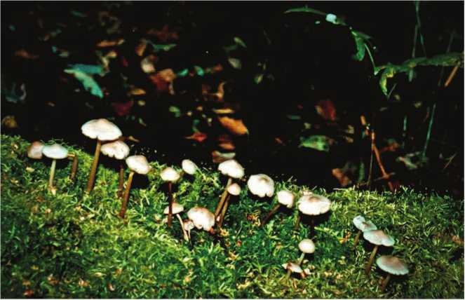 Иллюстрация к книге — Малоизвестные съедобные грибы [i_166.jpg]