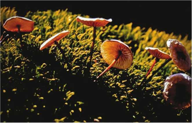 Иллюстрация к книге — Малоизвестные съедобные грибы [i_167.jpg]