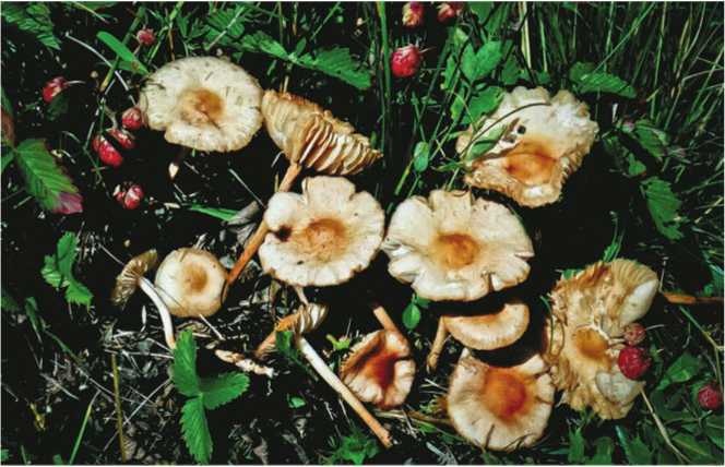 Иллюстрация к книге — Малоизвестные съедобные грибы [i_168.jpg]