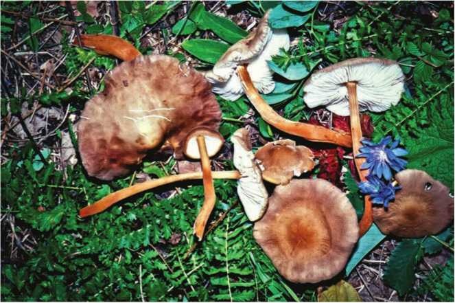 Иллюстрация к книге — Малоизвестные съедобные грибы [i_169.jpg]