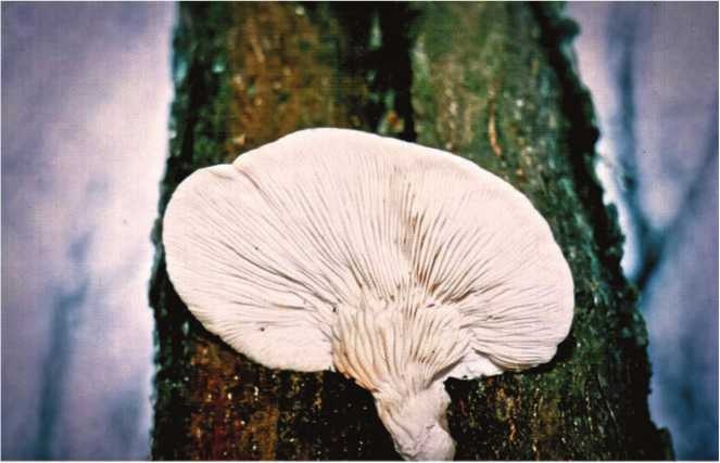 Иллюстрация к книге — Малоизвестные съедобные грибы [i_171.jpg]