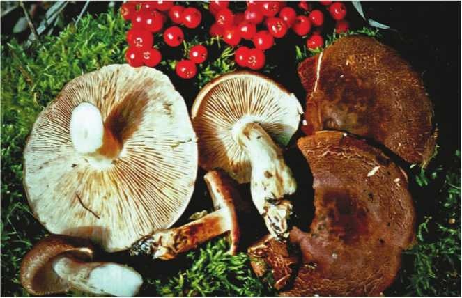 Иллюстрация к книге — Малоизвестные съедобные грибы [i_172.jpg]