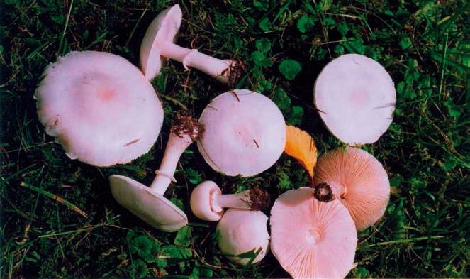 Иллюстрация к книге — Малоизвестные съедобные грибы [i_174.jpg]